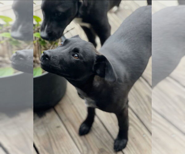 Medium Photo #2 Labrador Retriever-Unknown Mix Puppy For Sale in Dana Point, CA, USA