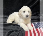 Small Photo #2 English Cream Golden Retriever Puppy For Sale in JASPER, AL, USA