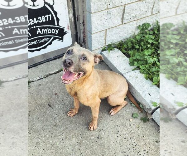 Medium Photo #1 American Staffordshire Terrier-Unknown Mix Puppy For Sale in Perth Amboy, NJ, USA
