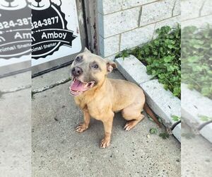 American Staffordshire Terrier-Unknown Mix Dogs for adoption in Perth Amboy, NJ, USA