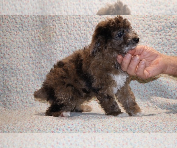 Medium Photo #5 Poodle (Toy) Puppy For Sale in DYERSBURG, TN, USA
