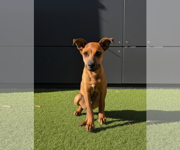 Medium Photo #1 Mutt Puppy For Sale in El Centro, CA, USA