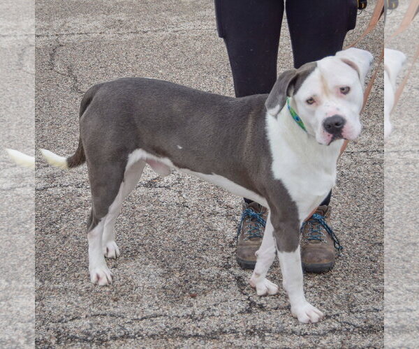 Medium Photo #4 American Bulldog-American Staffordshire Terrier Mix Puppy For Sale in Huntley, IL, USA