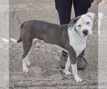 Small #3 American Bulldog-American Staffordshire Terrier Mix