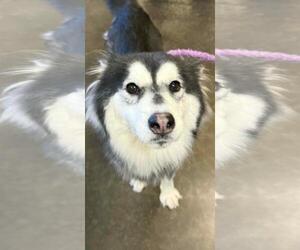 Siberian Husky Dogs for adoption in Carrollton, TX, USA
