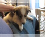 Small #4 Collie