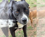 Small #6 Labrador Retriever Mix