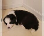 Small #4 Border Collie