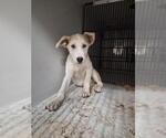 Small Labrador Retriever Mix
