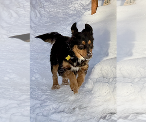 Collie-Unknown Mix Dogs for adoption in Sandy, UT, USA
