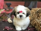 Small Photo #8 Mal-Shi Puppy For Sale in BUFORD, GA, USA