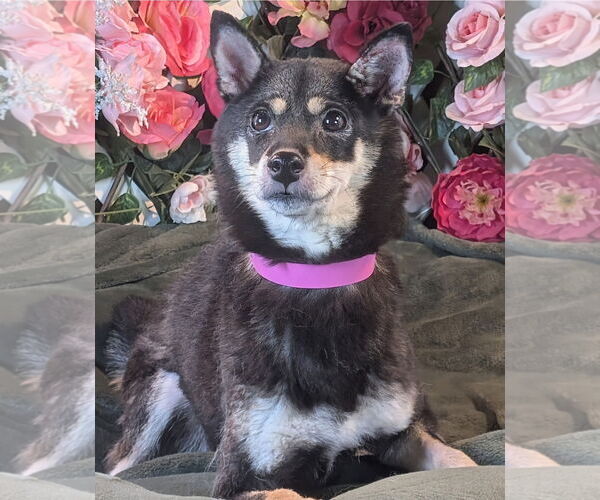 Medium Photo #1 Shiba Inu Puppy For Sale in Bon Carbo, CO, USA