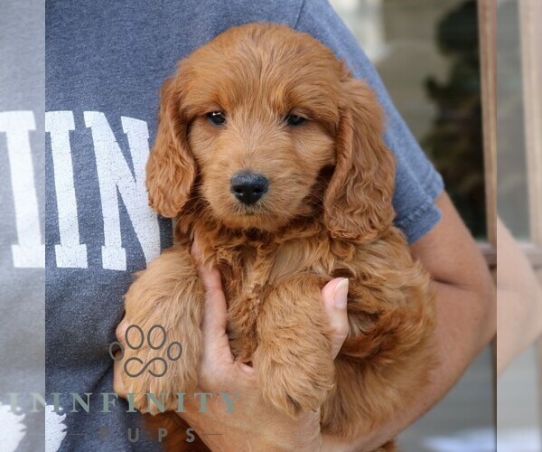 Medium Photo #4 Goldendoodle (Miniature) Puppy For Sale in NARVON, PA, USA