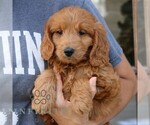 Luna - Female Goldendoodle (Miniature) Puppy for Sale - Photo #4