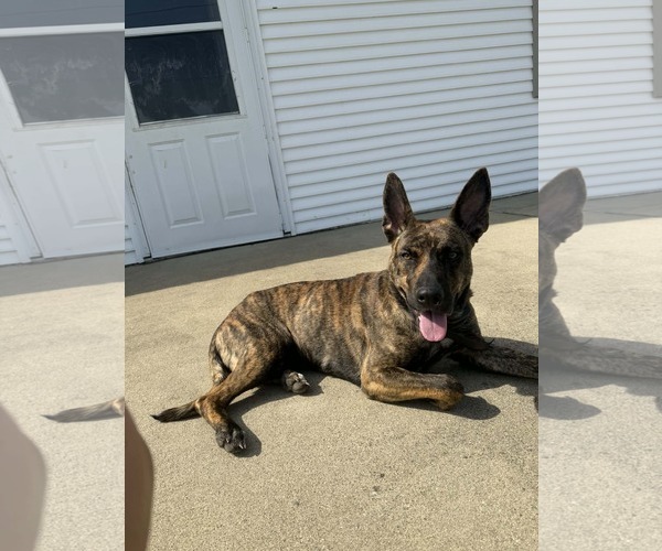 Medium Photo #4 Holland Shepherd-Unknown Mix Puppy For Sale in Columbus, IN, USA