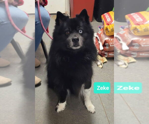 Medium Photo #1 - Mix Puppy For Sale in Richmond, IN, USA