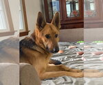 Small #3 German Shepherd Dog