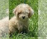 Small #2 Poodle (Miniature)