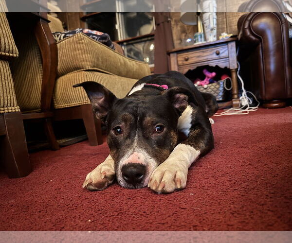Medium Photo #2 Mutt Puppy For Sale in Woodbury, NY, USA