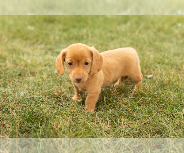 Medium Photo #2 Dachshund Puppy For Sale in NAPPANEE, IN, USA