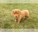 Small #1 Dachshund