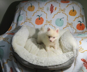 Pomeranian Puppy for Sale in COOKEVILLE, Tennessee USA