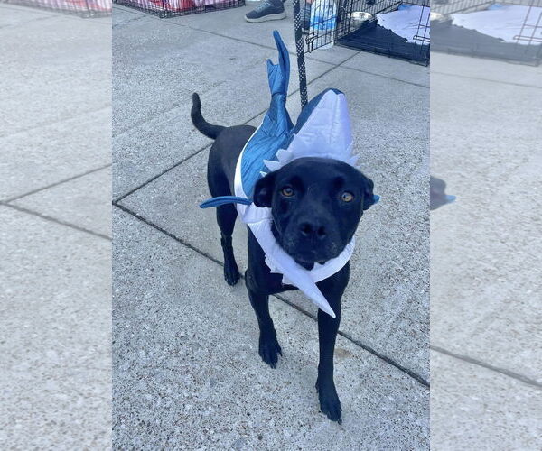 Medium Photo #9 Mutt Puppy For Sale in Royse City, TX, USA