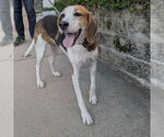 Small #5 Treeing Walker Coonhound Mix