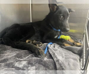 German Shepherd Dog Dogs for adoption in New Hill, NC, USA