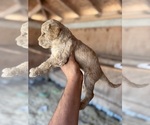 Small #3 Goldendoodle