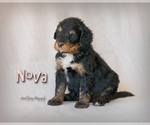 Small Photo #11 Bernedoodle Puppy For Sale in WEST SALEM, OH, USA