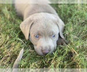 Labrador Retriever Puppy for sale in BULVERDE, TX, USA