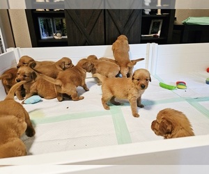 Golden Retriever Puppy for Sale in SALISBURY, North Carolina USA