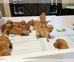 Image preview for Ad Listing. Nickname: Litter of 11