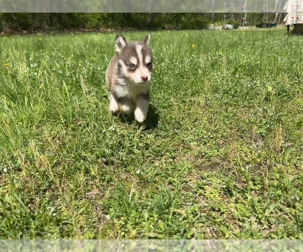 Medium Photo #6 Pomsky Puppy For Sale in DRACUT, MA, USA