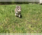 Small Photo #20 Pomsky Puppy For Sale in DRACUT, MA, USA