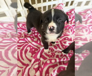 American Staffordshire Terrier-Unknown Mix Dogs for adoption in Holly Springs, NC, USA