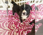Small American Staffordshire Terrier Mix