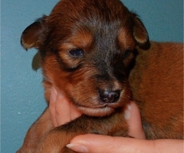 Medium Photo #6 Collie-Poodle (Miniature) Mix Puppy For Sale in PERU, IN, USA