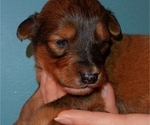 Small Photo #6 Collie-Poodle (Miniature) Mix Puppy For Sale in PERU, IN, USA