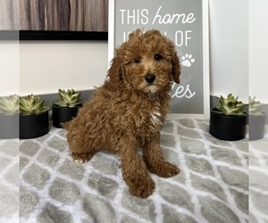 Goldendoodle (Miniature) Puppy for sale in FRANKLIN, IN, USA