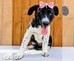 Small Borador