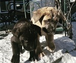 Small Photo #39 Cane Corso Puppy For Sale in BELGRADE, MT, USA
