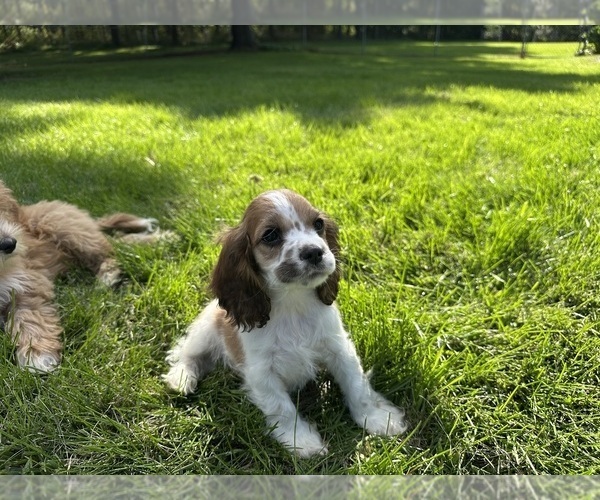 Medium Photo #11 Cocker Spaniel Puppy For Sale in ATHENS, WI, USA