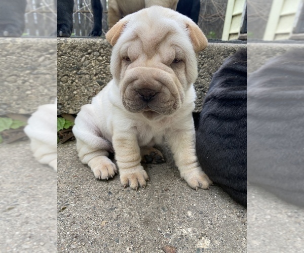 Medium Photo #5 Chinese Shar-Pei Puppy For Sale in DIMONDALE, MI, USA