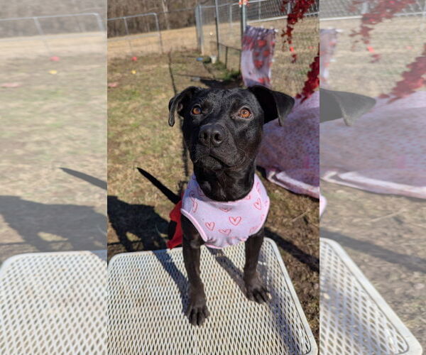 Medium Photo #6 Mutt Puppy For Sale in Calhoun, GA, USA
