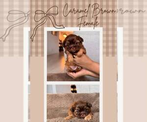 Shih Tzu Puppy for sale in PORTER RANCH, CA, USA