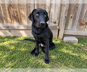 Labrador Retriever Dogs for adoption in Clovis, CA, USA