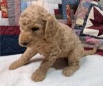 Small Photo #11 Goldendoodle Puppy For Sale in PELHAM, NH, USA