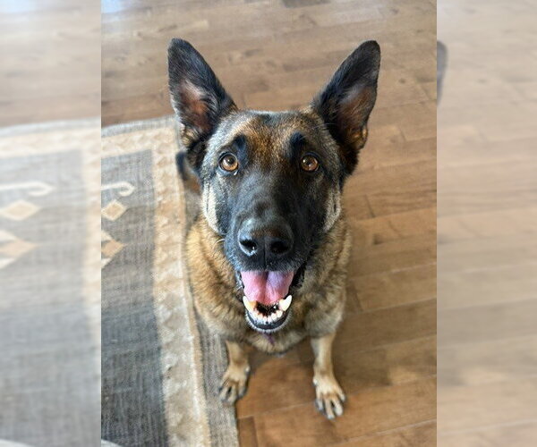 Medium Photo #6 German Shepherd Dog-Unknown Mix Puppy For Sale in Imlay City, MI, USA
